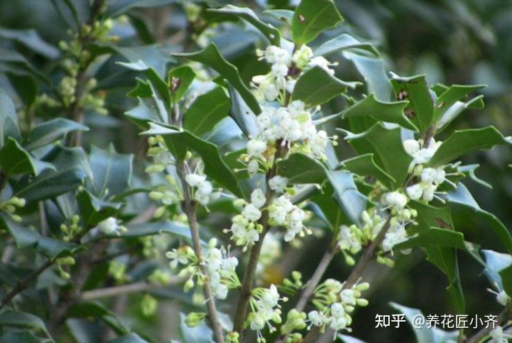 9种“奇怪”植物,不是长得怪而是名字怪,“念错”的人不在少数 - 知乎