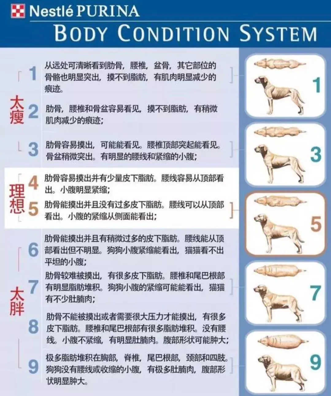 你在减肥却让狗子猛吃那是在害他