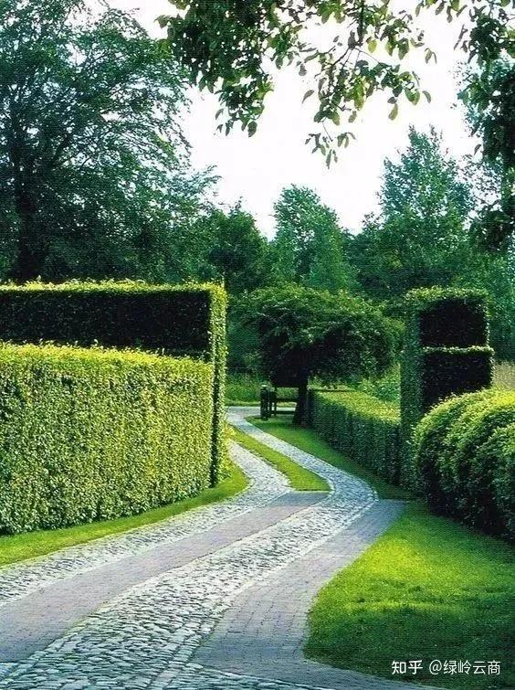 盘点三种绿篱的不同用途,特点以及对应树种 