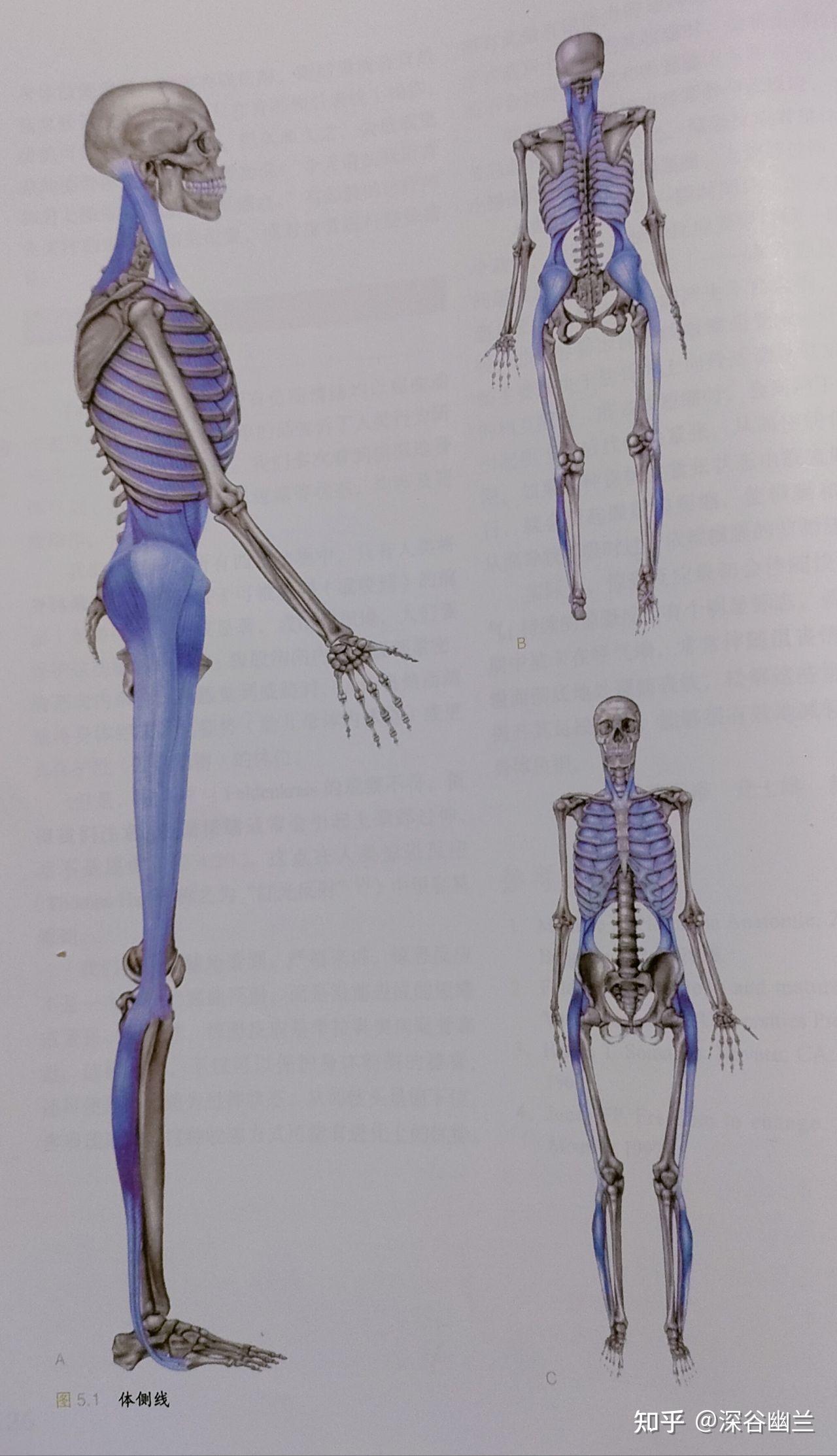 肌筋膜线之体侧线