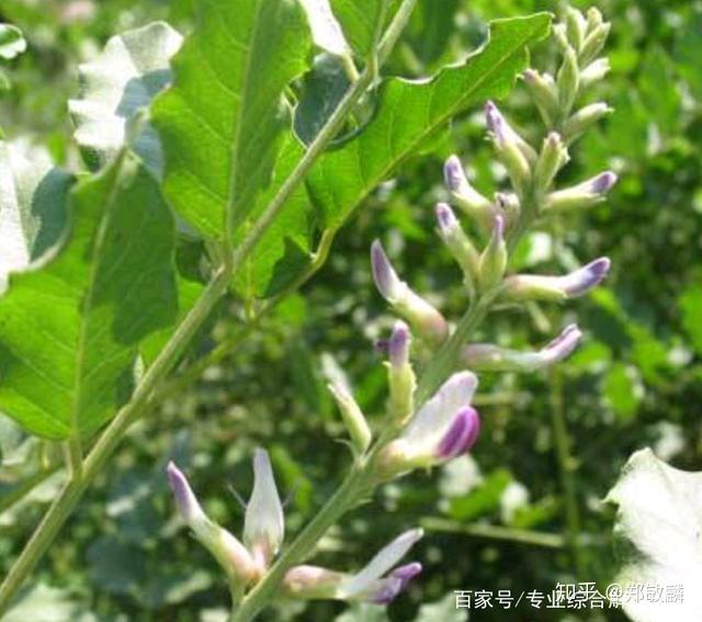 公开一个我预防流感的中医验方并谈谈奥司他韦