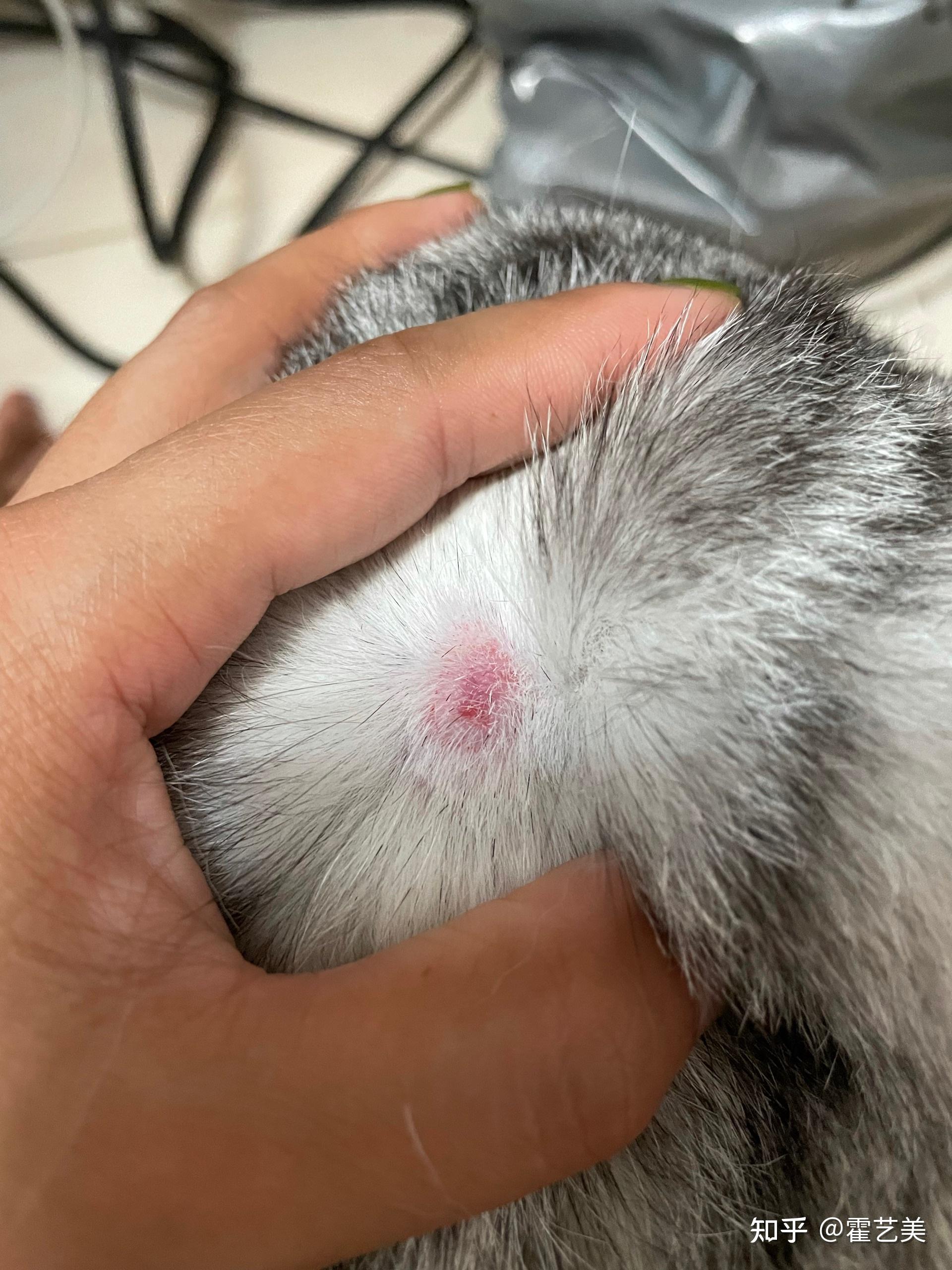 猫咪脖子有结痂是什么情况