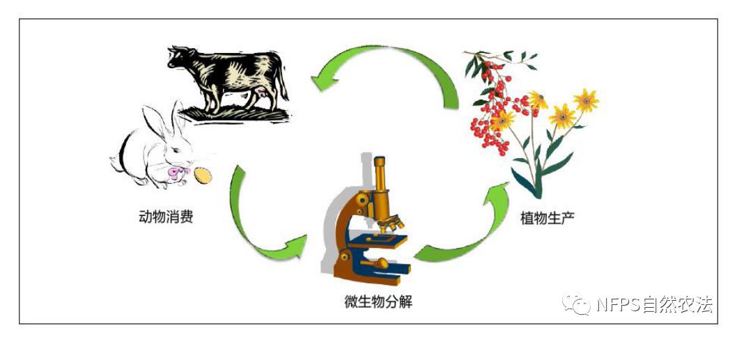 动物,植物,微生物,这三者是自然界能够稳定运行三个主要的组成部分