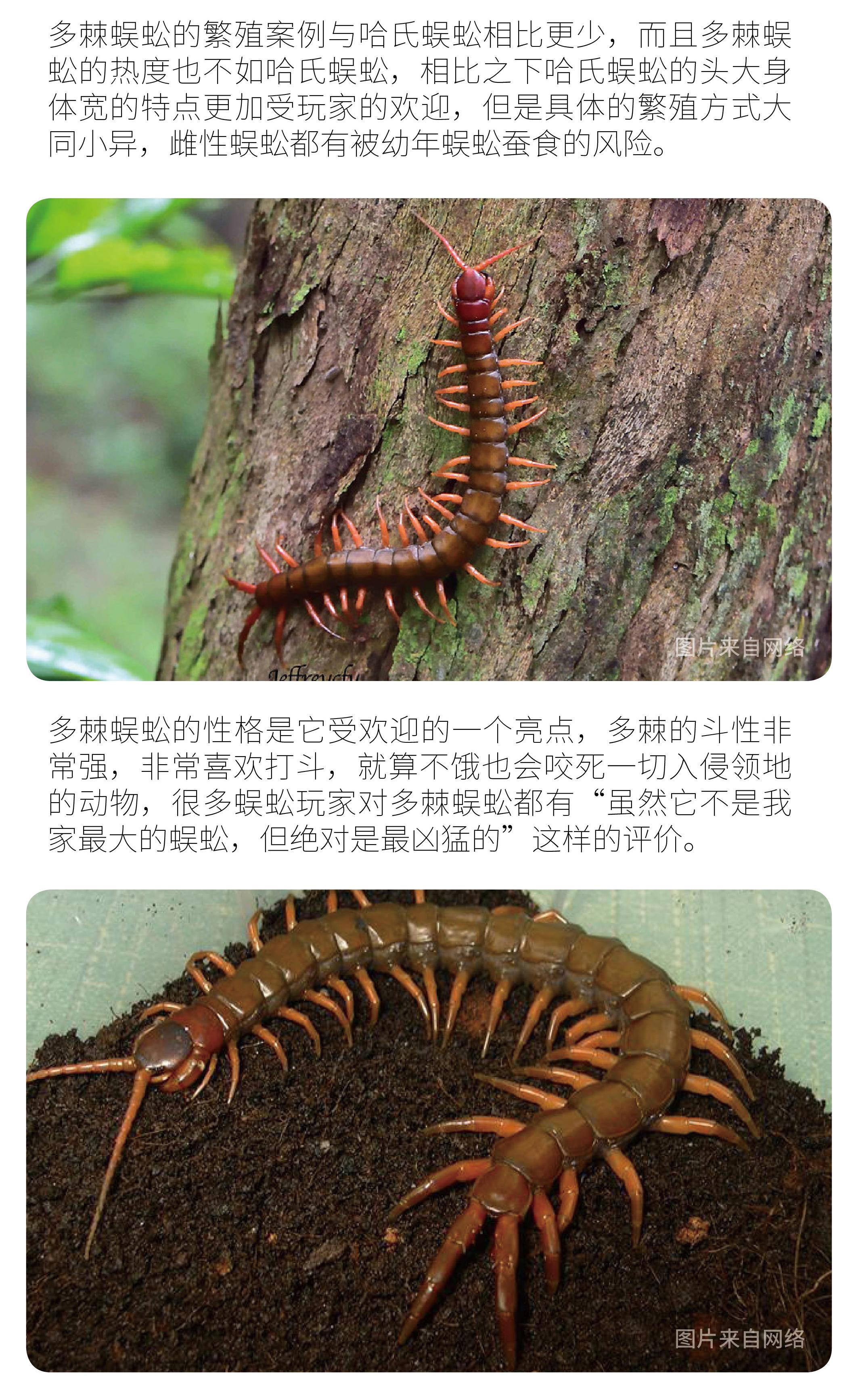 尖盲蜈蚣vs多棘蜈蚣图片
