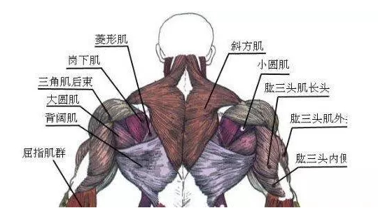 背部肌肉的六大分区 知乎
