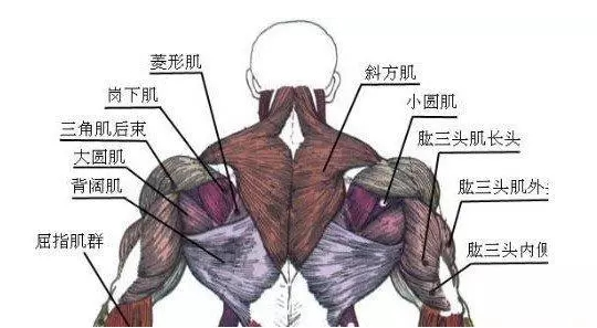 背部肌肉的六大分区 知乎 背部肌肉的六大分区 知乎