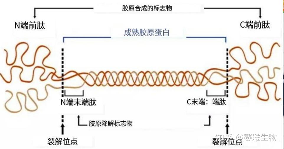什么是重组人源化胶原蛋白?它对皮肤有什么作用? - 知乎