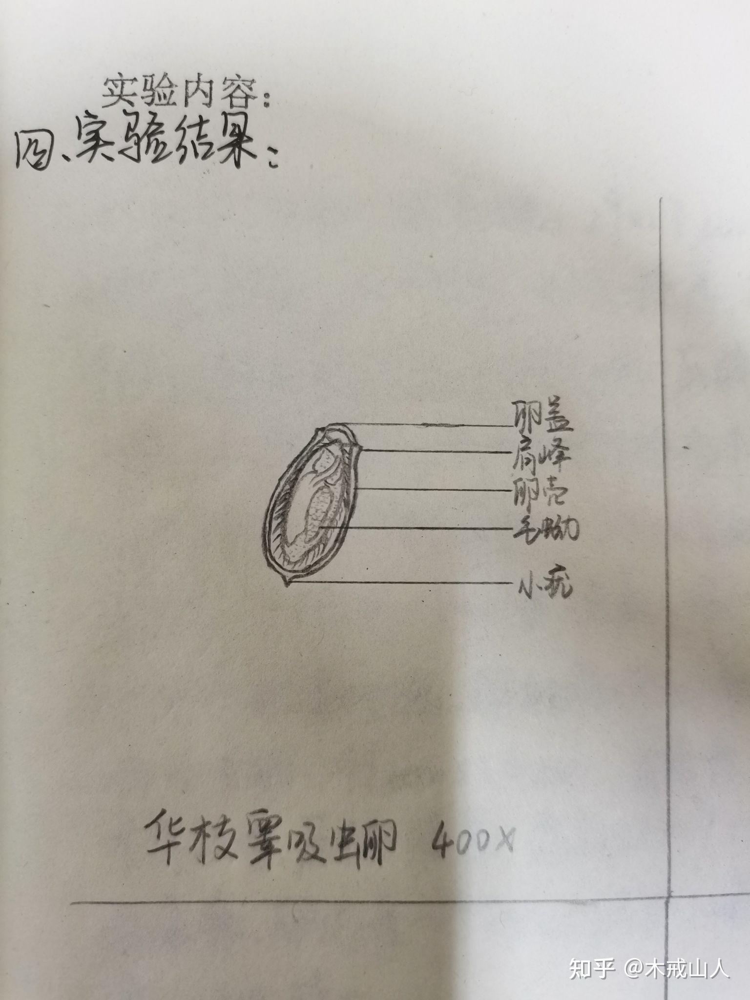 寄生虫实验报告绘图 已完结
