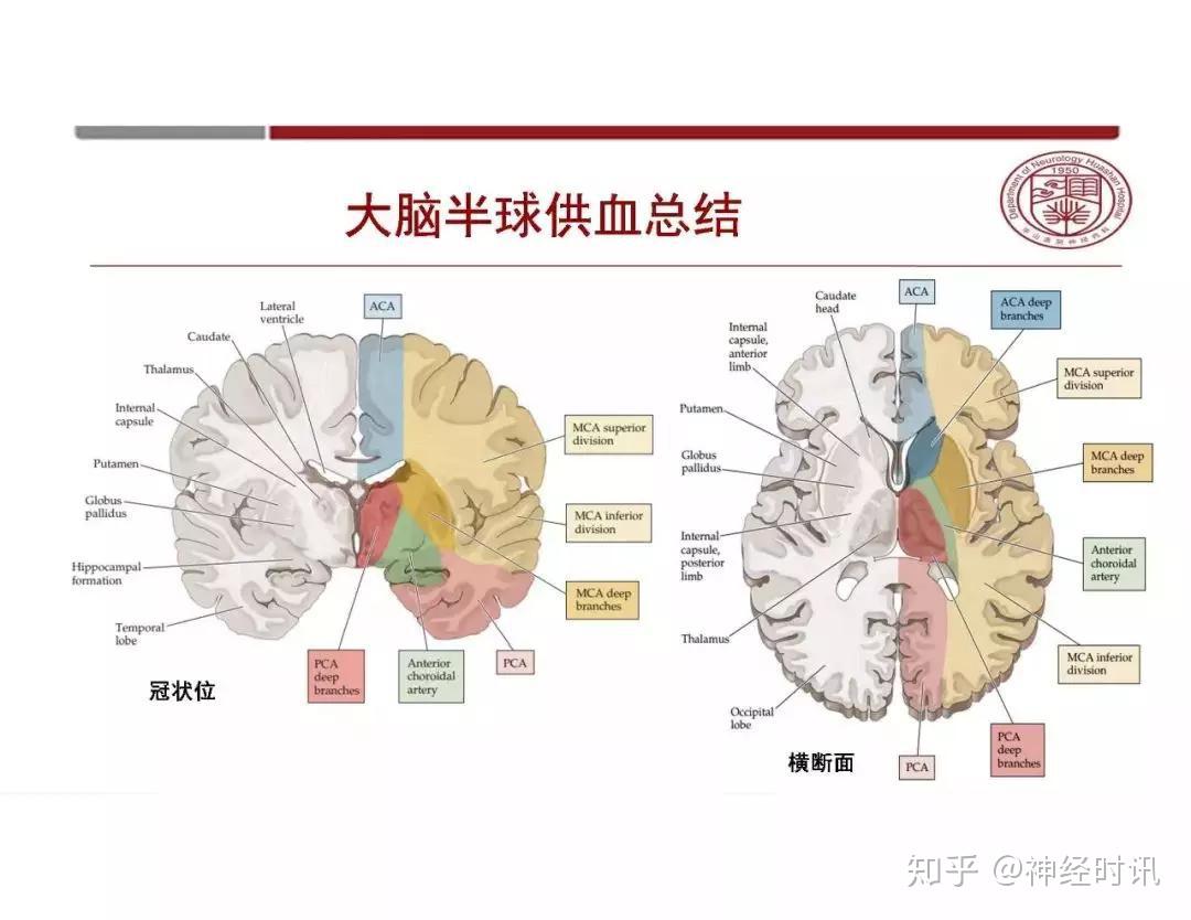 图242 大脑皮质和髓质的血液供应-人体解剖组织学-医学
