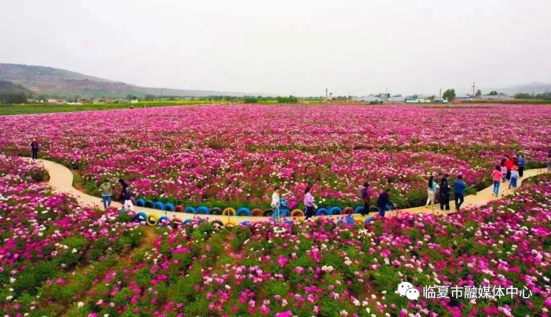 怀柔牡丹花海艺术节图片