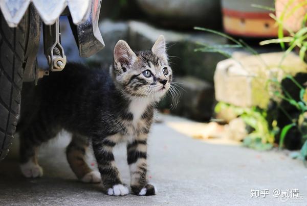 每天带你了解一种猫 狸花猫 知乎