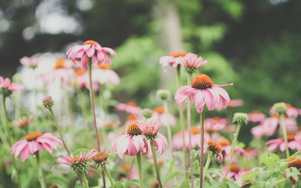 平和从容 平和而从容的意思是什么 平和坦然的意思是什么