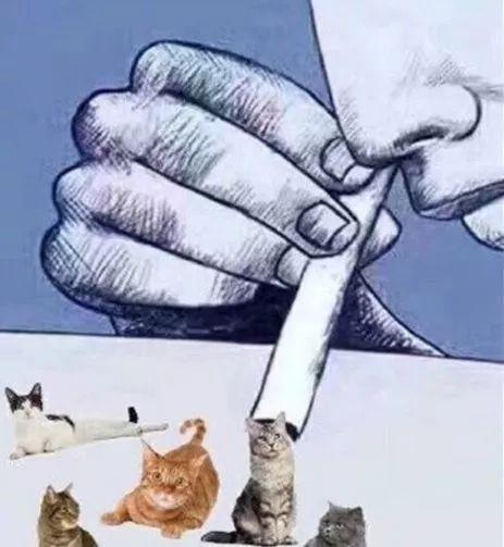 吸猫上瘾是真的吗为什么你对吸猫欲罢不能