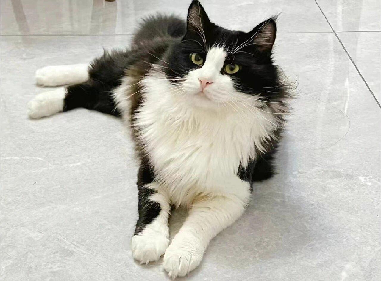 临清狮子猫:国产白猫永远的神! - 知乎