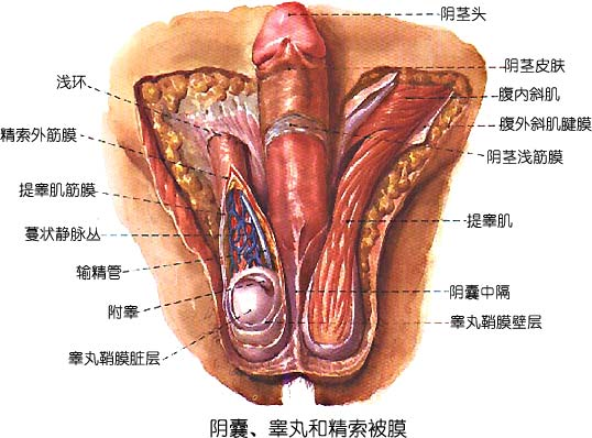 有哪些高中女生应该知道的性知识 知乎