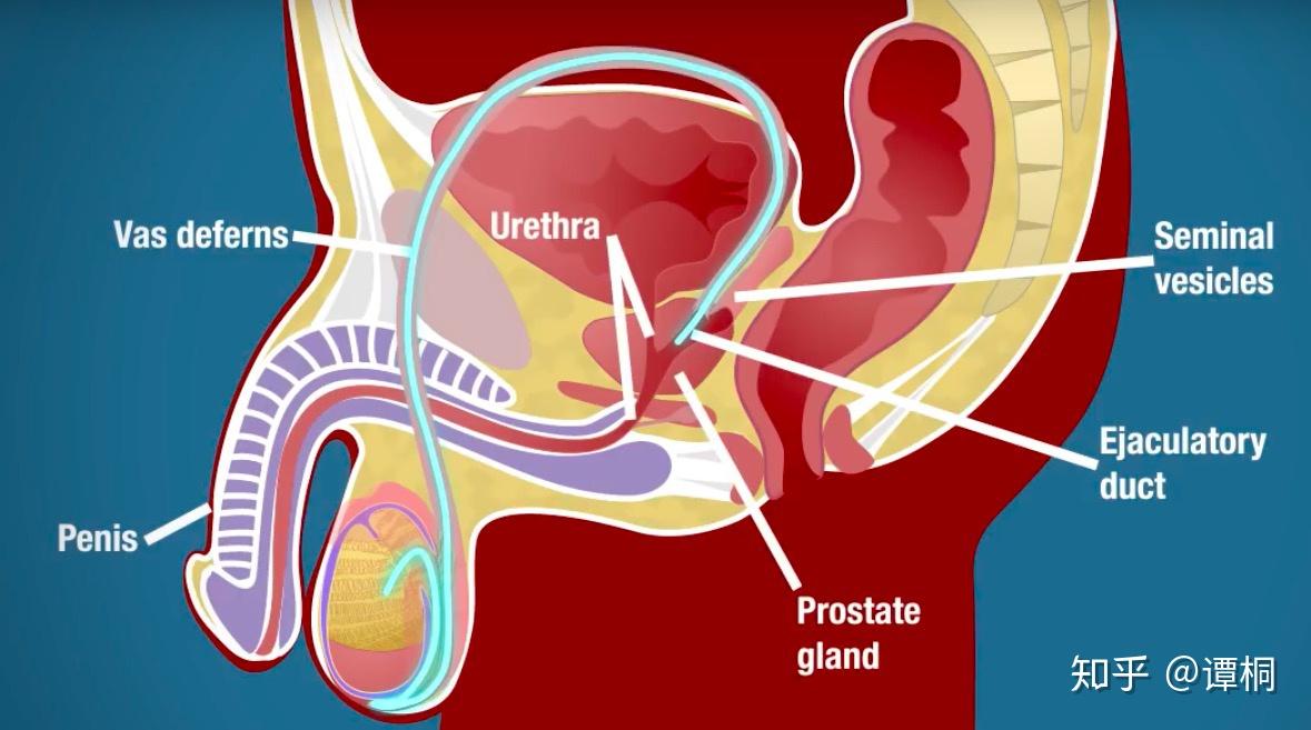 精子出发了:如上面的testis"蛋蛋"图所示,精子在seminiferous tubules