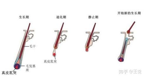 为什么别人头发总是长的比自己快? - 知乎