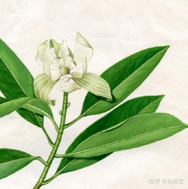 木质茎:峨眉拟单性木兰