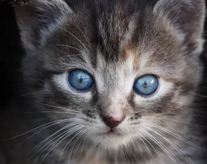 猫眼睛的奥秘最不该存在于世的粉色瞳孔