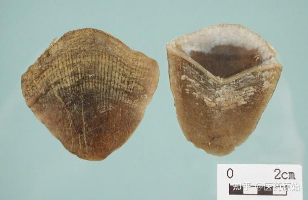 带你识别穿山甲