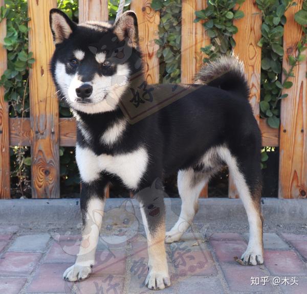 柴犬幼崽如何挑选?(黑柴篇) - 知乎