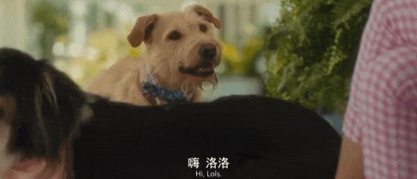 《爱犬莫福》“夜魔侠”变身暖男，携宠攻略前任