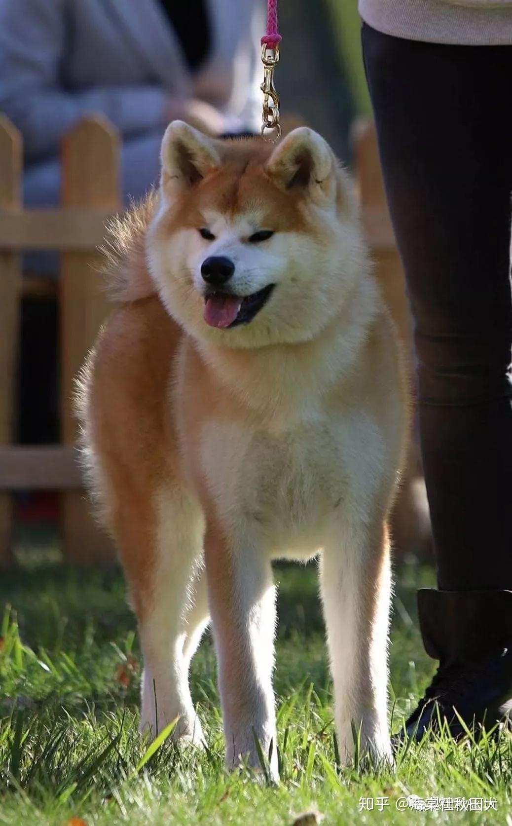 秋田犬币上线图片