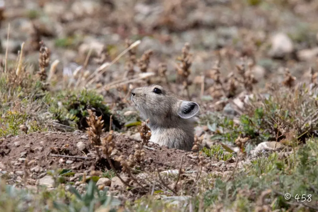 第20期秋日黄河源