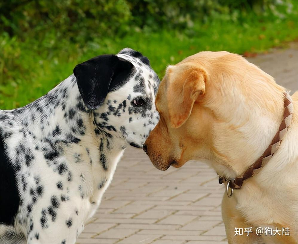养狗人的忠告:不要轻易养"公狗",原因很真实! - 知乎