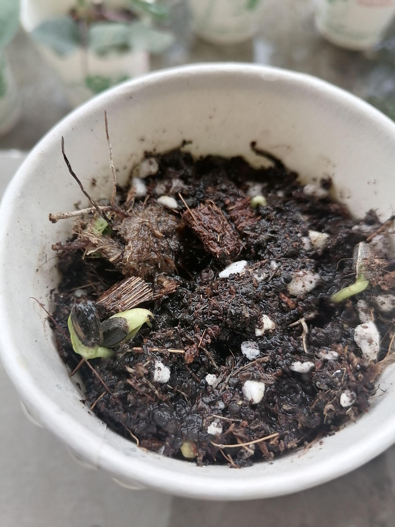新手小白种玩具熊向日葵日记