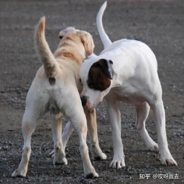 一条狗的故事读后感
