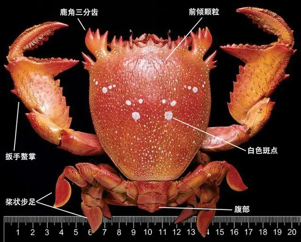 蟹考记 十 全球常见食用蟹图鉴 沙蟹总科 豆蟹总科 蛙蟹总科 作者 Zam 知乎