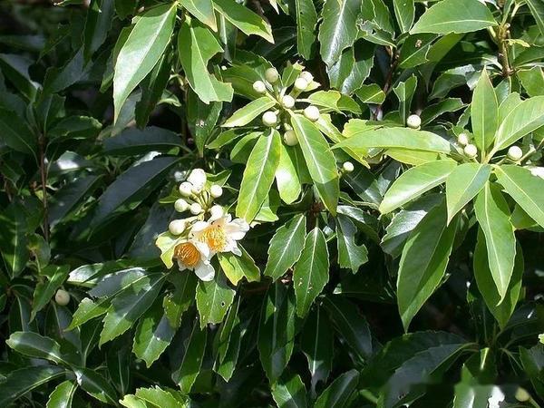 【植物界全系列】杜鹃花目—山茶科(一):木荷 - 知乎