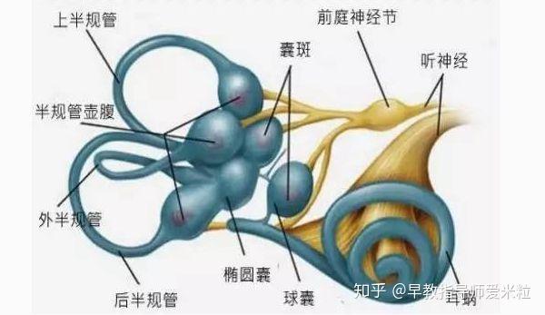 孩子晕车,恐高,爱哭,不爱运动?是前庭觉失调,不是孩子胆小!