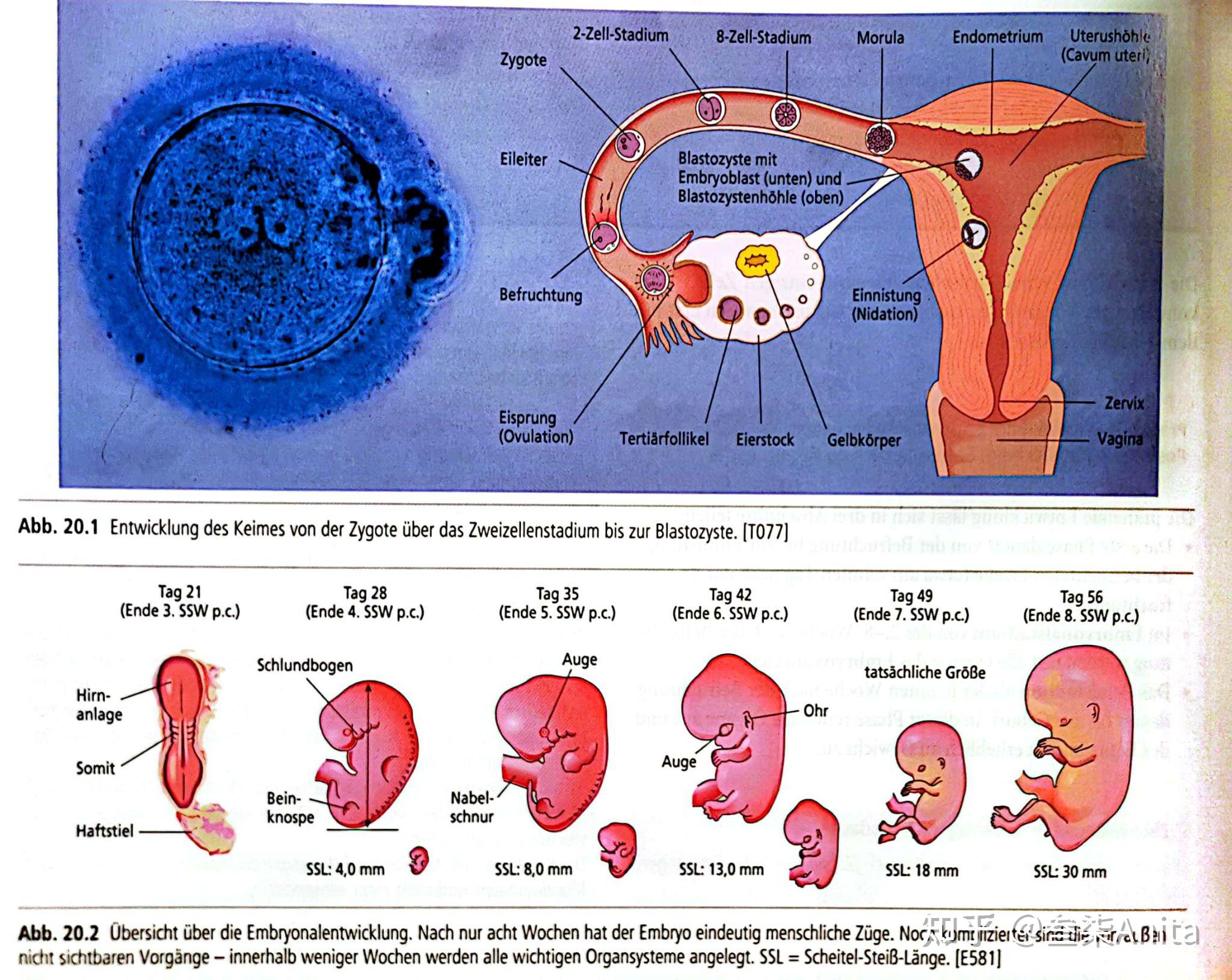 护理解剖知识点(中德对照)