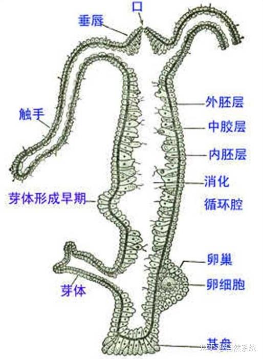 水螅“永生”的秘密，暗藏在体内的干细胞 - 知乎