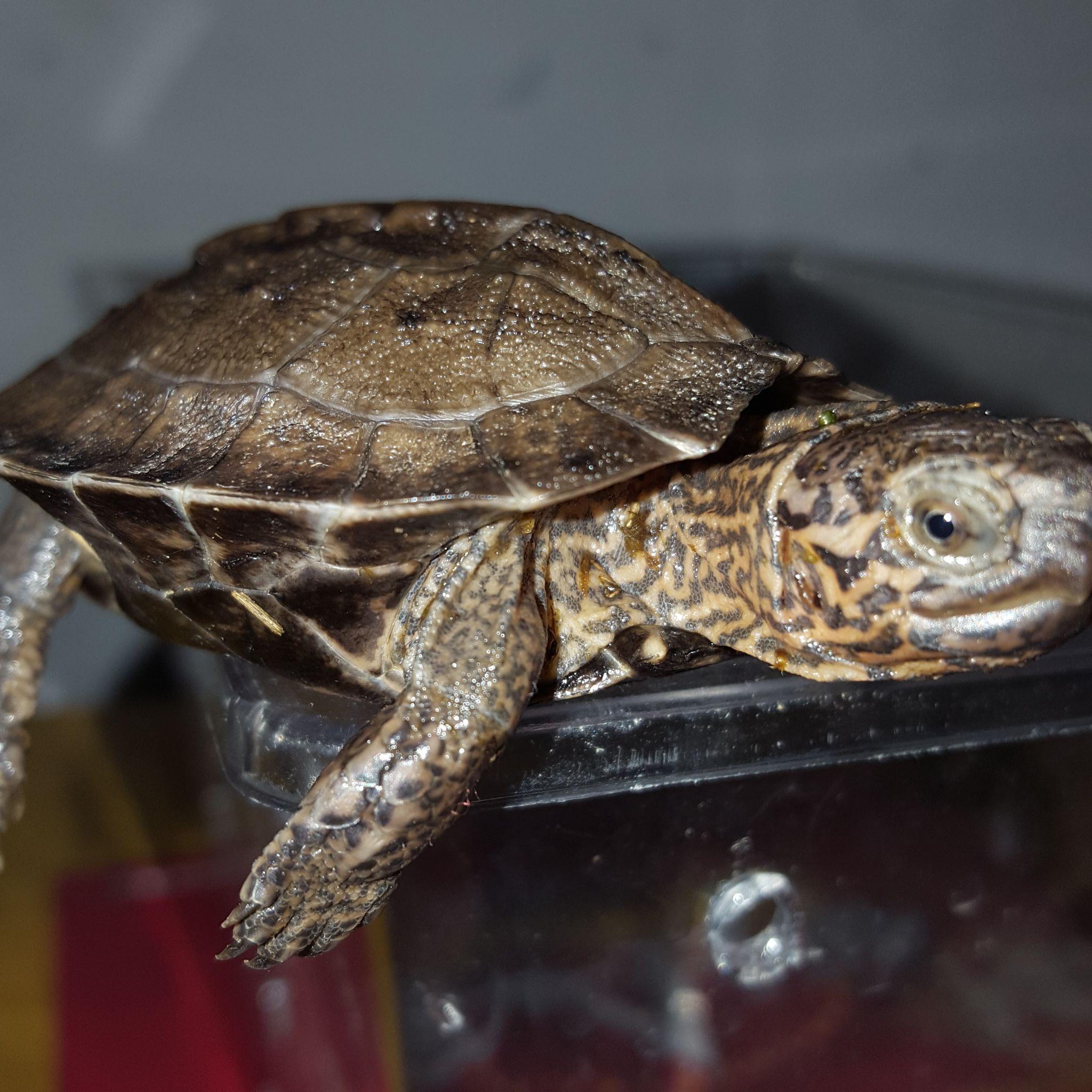 【大小杂鳄龟】穆托的日常饲养（1）_哔哩哔哩_bilibili