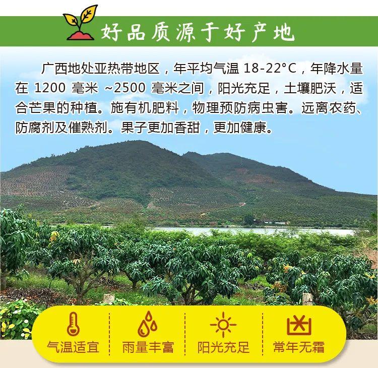 广西百色大青芒499元包邮送到家个大饱满肉厚多汁