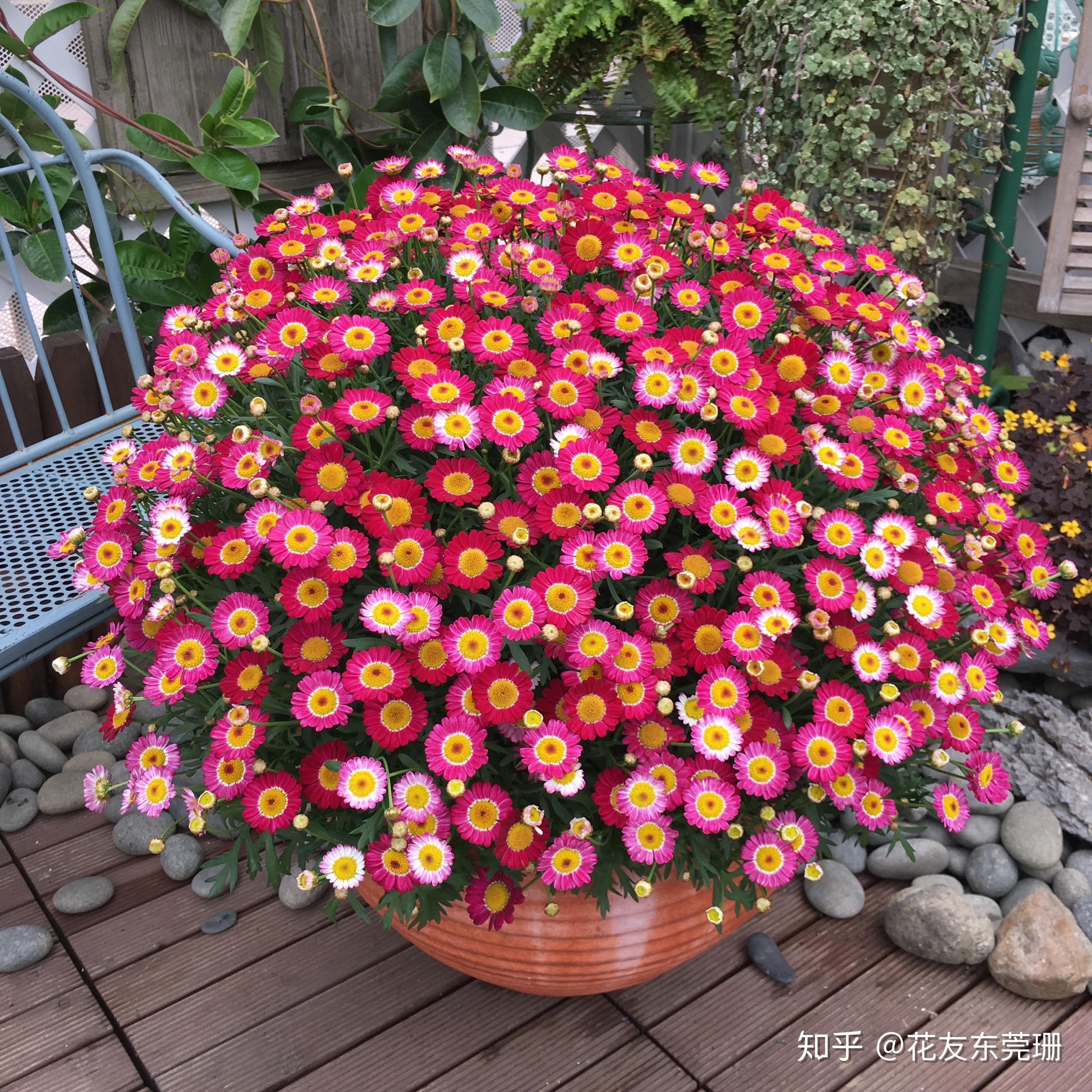 东莞珊种植分享 - 2017版玛格丽特种植成球笔记
