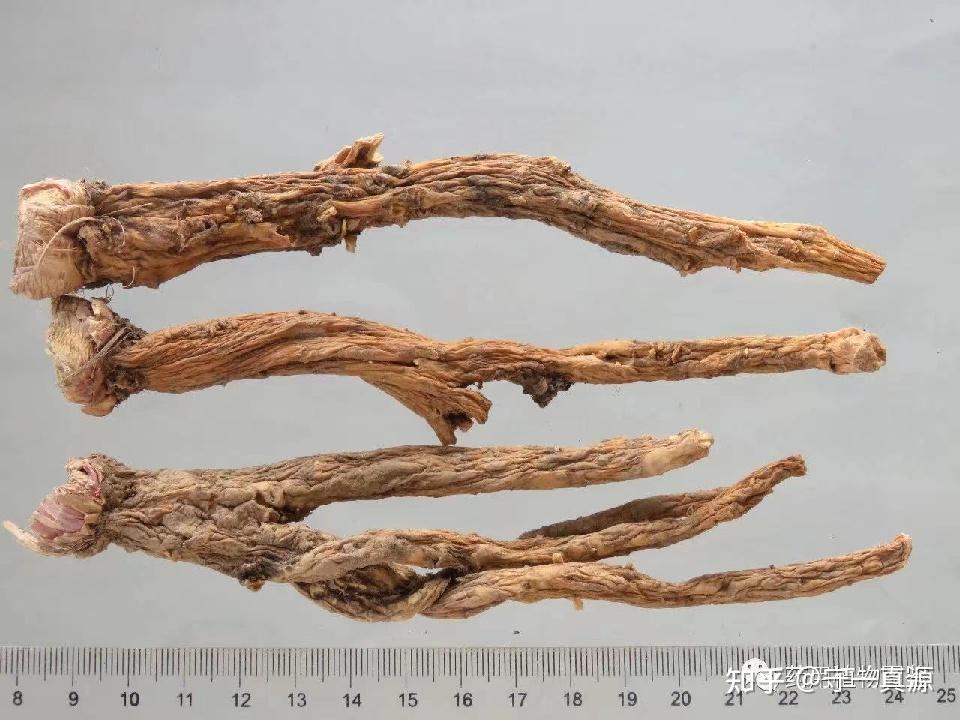 中药鉴定秦艽还讲不清道不明的左旋