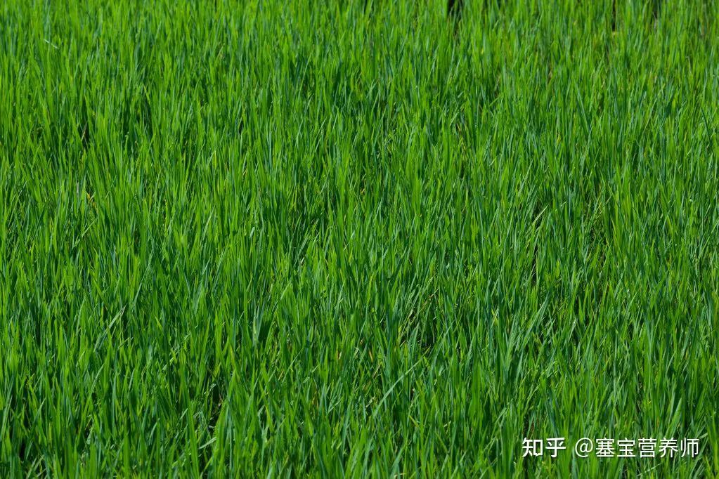 燕麦喜凉爽,抗旱性强,不耐热,种子在2～4℃就能发芽,幼苗能忍受-2～-4