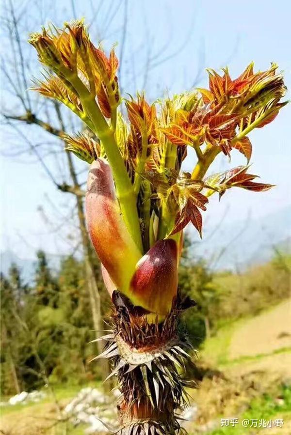 回乡打造 野菜王国 记大学生创业者王朝万 知乎