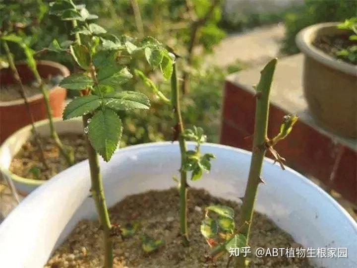 abt技术丨玫瑰扦插繁殖及病虫害防治技术