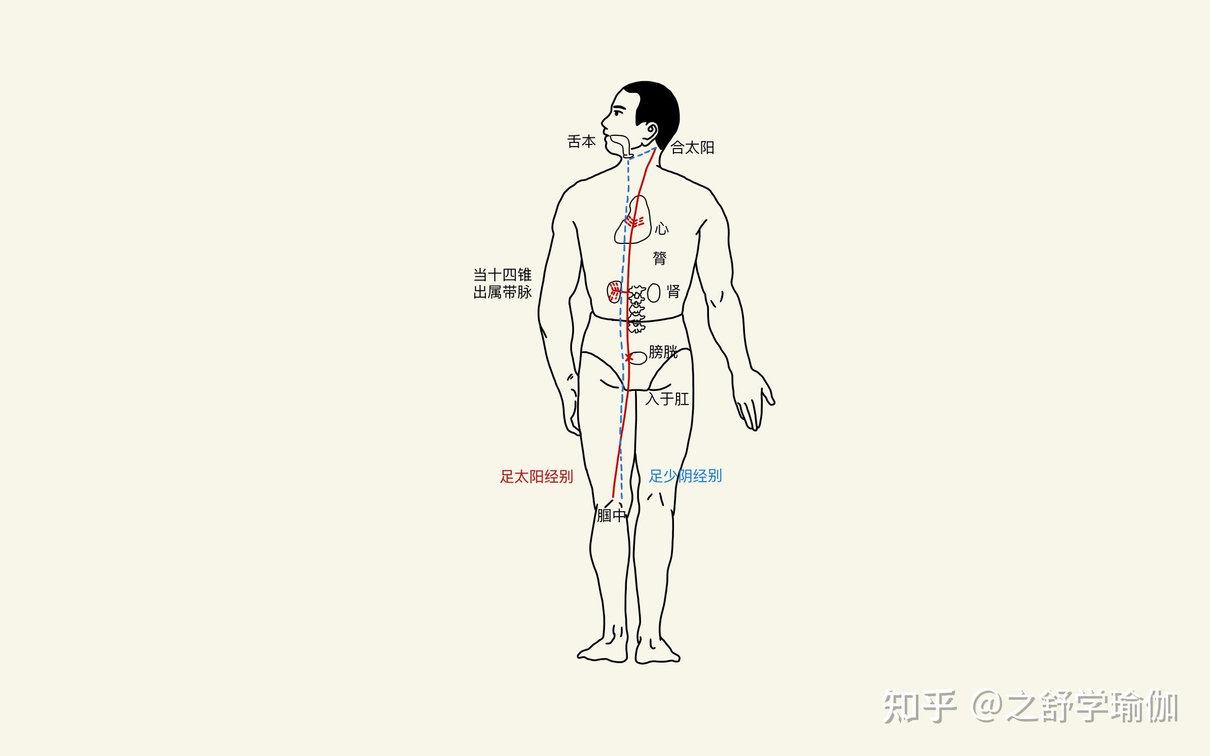 膀胱经的起点和终点图图片