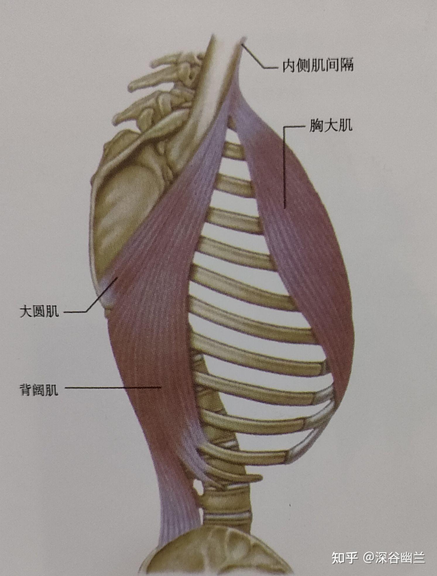 215. 颞区软组织-颅脑颈部应用解剖-医学