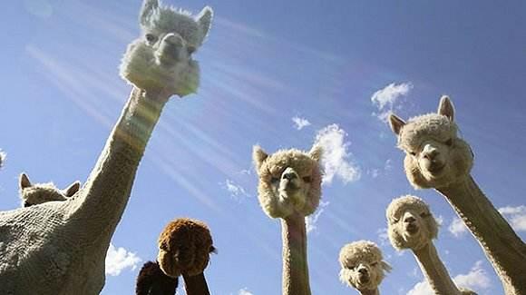 真嘴炮选手原来你是这样的神兽被喷的人这也太味儿了