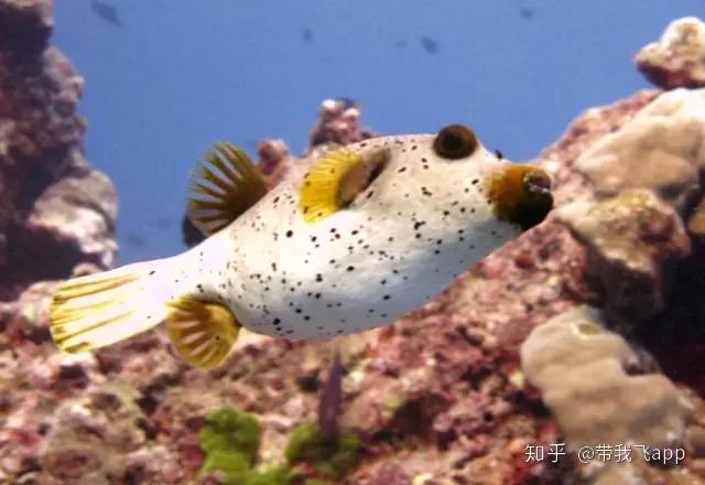 甲米PK普吉,谁才是泰国终极海岛? - 知乎