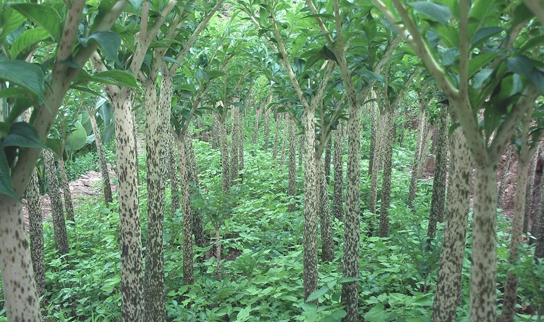 怎样种植魔芋春播高山魔芋种植秘诀