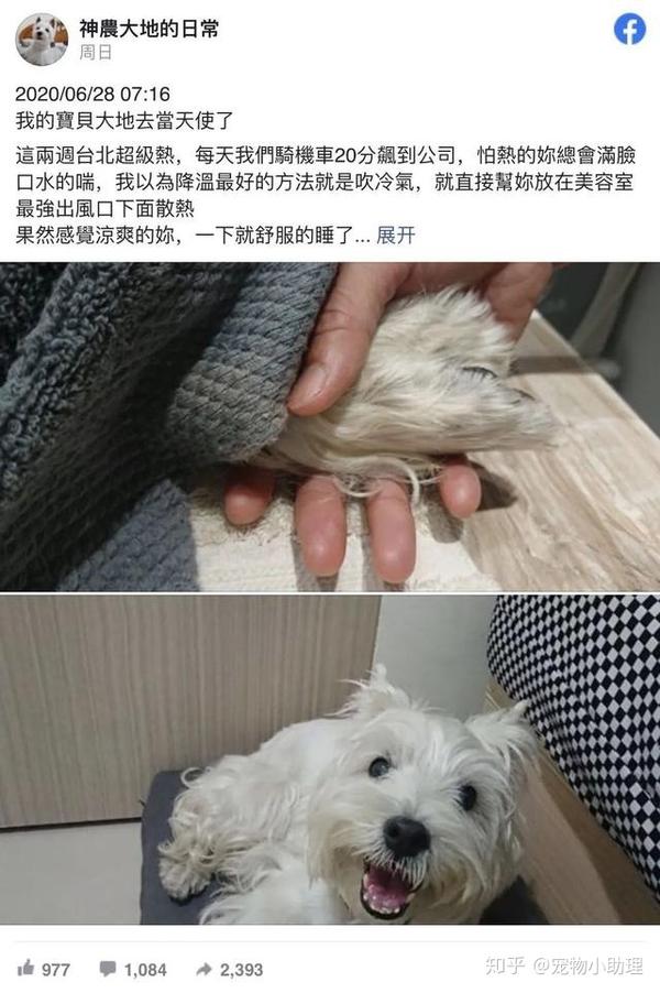 狗狗中暑死了还能救吗 洪水中的中国力量 郑州暴雨致25死7失联