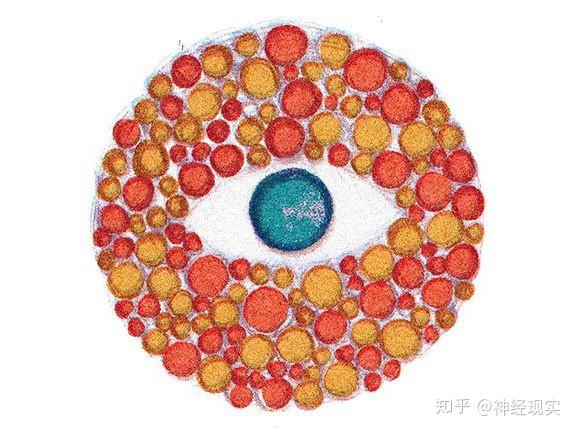 视网膜紫质(rhodopsin)并不存在于感知颜色的视锥内,而是在称之为感受